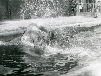Indiarani badet in ihrem Pool, London Zoo, August 1923